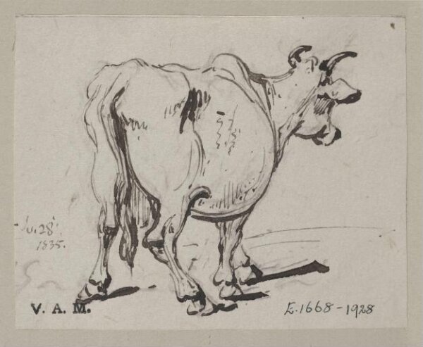 George Chinnery, A cow seen from behind