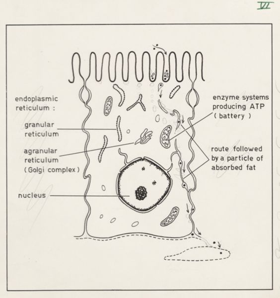 J Wetselaar-Whittaker, Villus cell and brush border