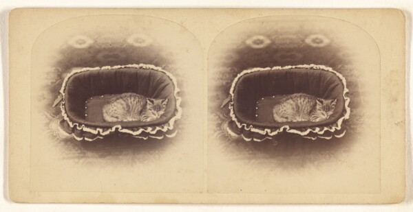 Unknown, [Cat sleeping in a basket]
