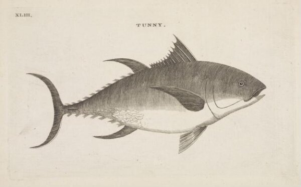 Unknown, TUNNY.