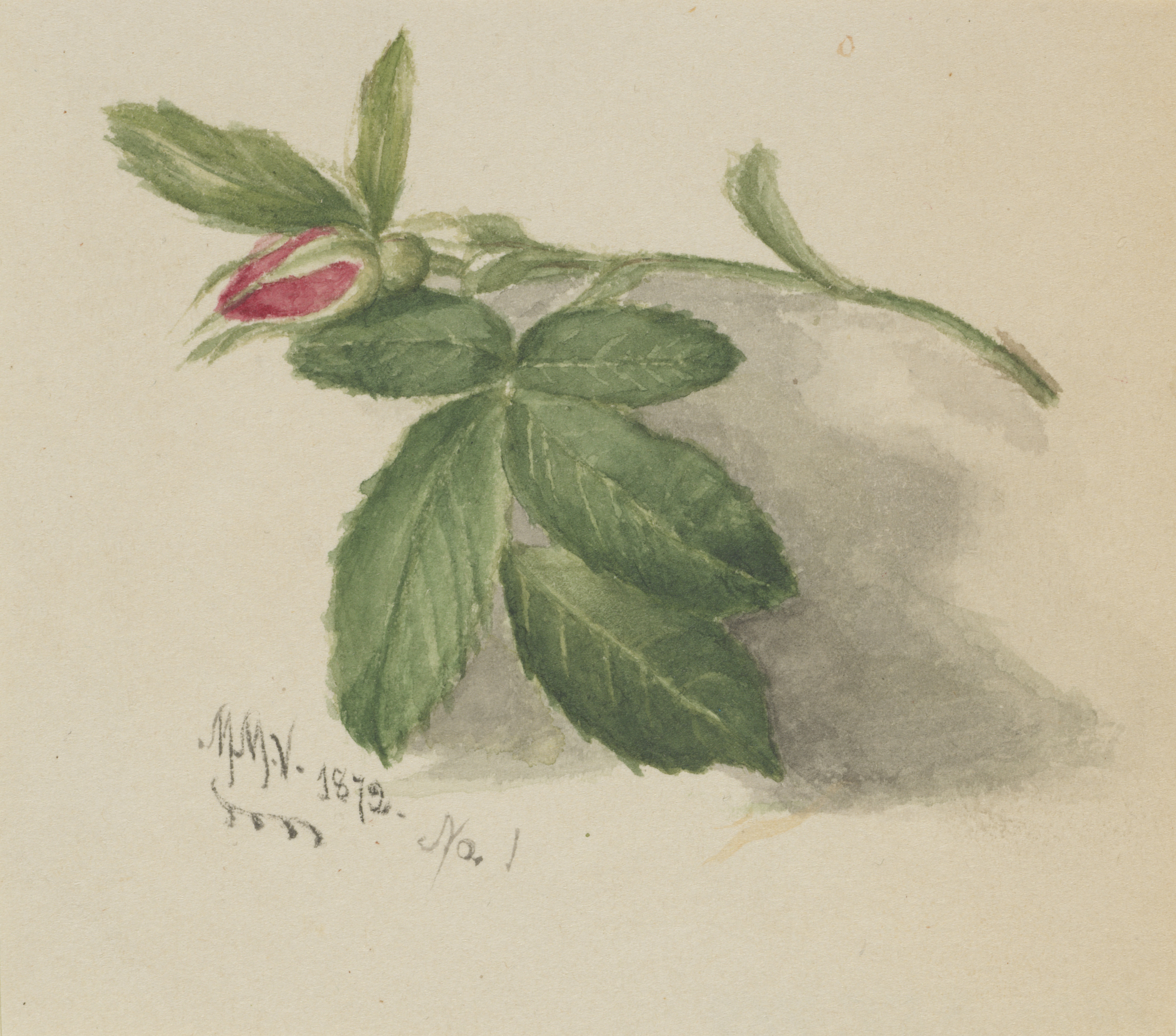 Mary Vaux Walcott, Rosebud