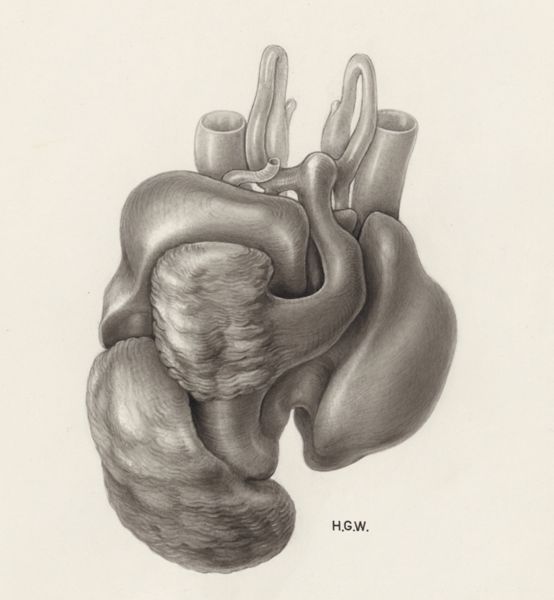 H.G Wetselaar, Heart and adjacent organs