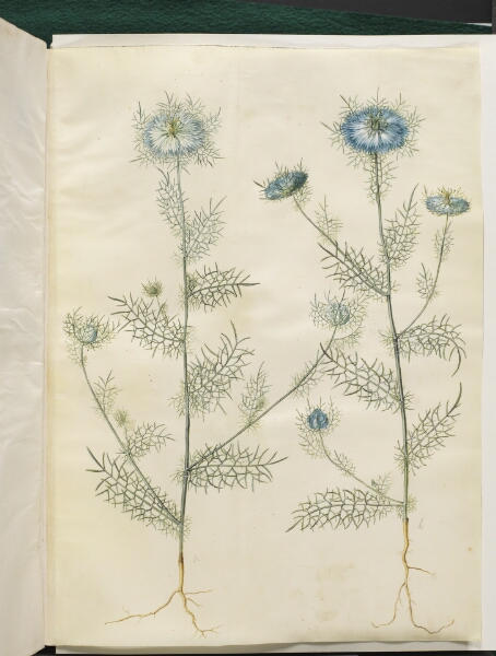 Hans Simon Holtzbecker, Nigella damascena (jomfru i det grønne)
