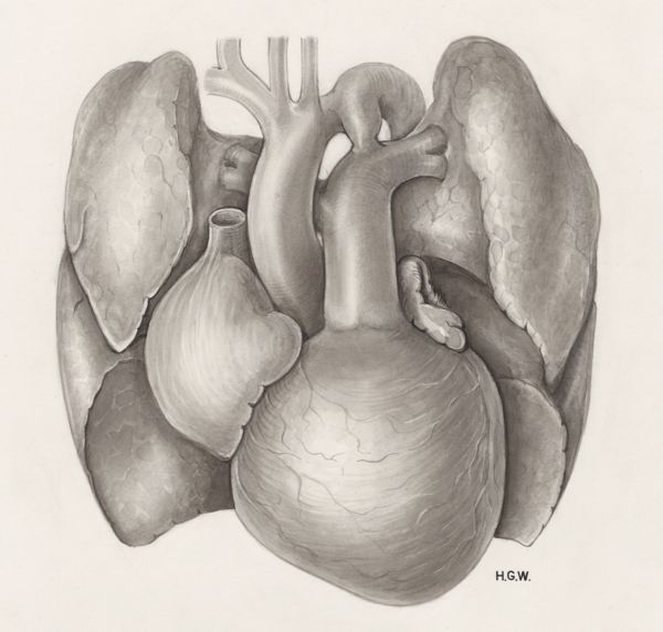 H.G Wetselaar, Heart and adjacent organs