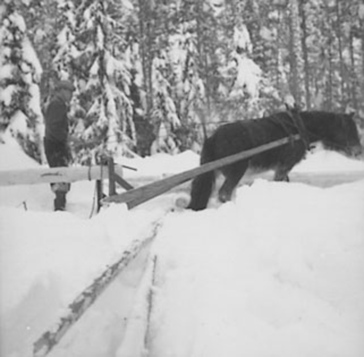 Anno Domkirkeodden, TØMMERKJØRING, SKOGBRUK, TØMMERLUNNE, MANN OG HEST, VINTER, SNEKKERSVEDRIFTA, PRESTMARKA, STANGE