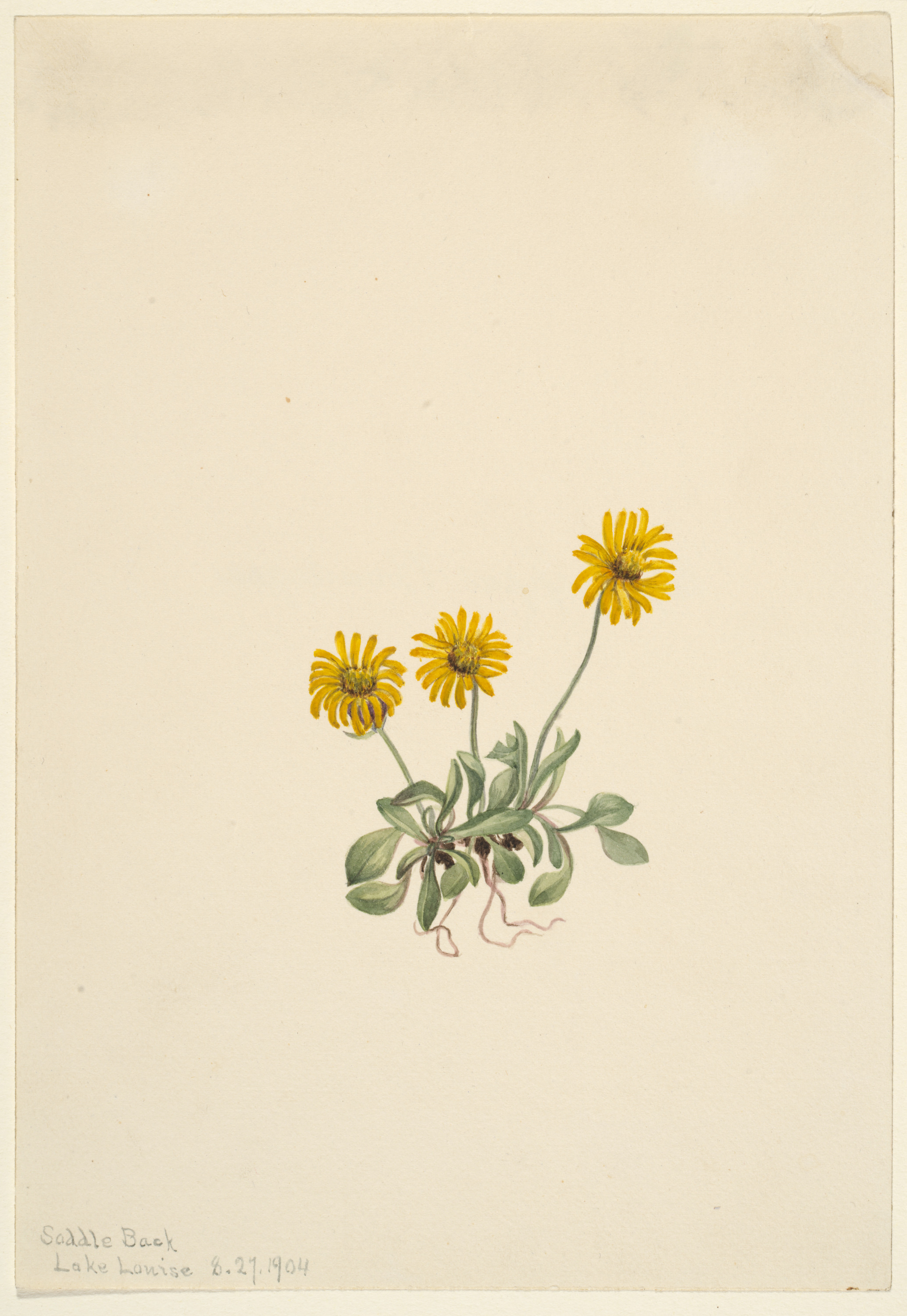 Mary Vaux Walcott, Golden Fleabane (Erigeron aureus)