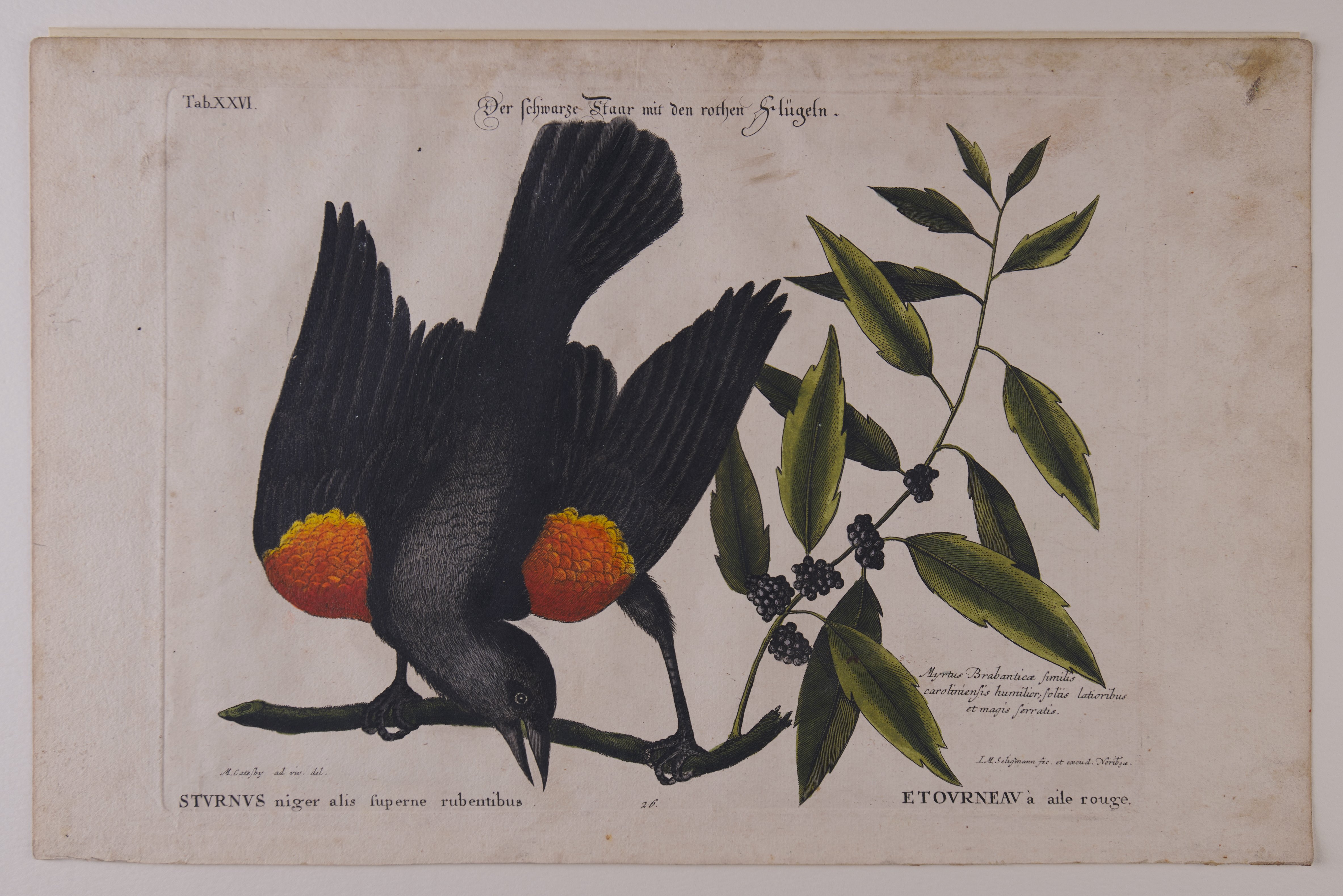 Johann Michael Seligmann, Der schwarze Staar mit den rothen Flügeln, Nachstich aus dem Werk „The Natural History of Carolina, Florida and the Bahama Islands“