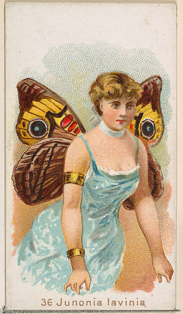 William S. Kimball & Company, Card 36, Junonia Lavinia, from the Butterflies series (N183) issued by Wm. S. Kimball & Co.