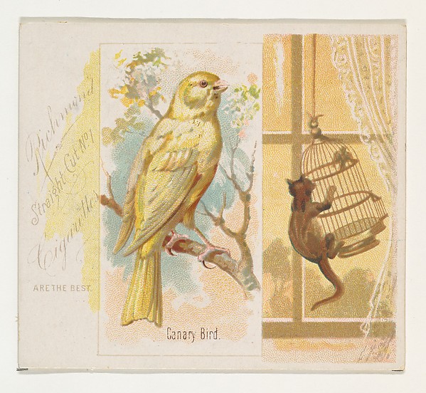 Allen & Ginter, Canary Bird, from the Song Birds of the World series (N42) for Allen & Ginter Cigarettes