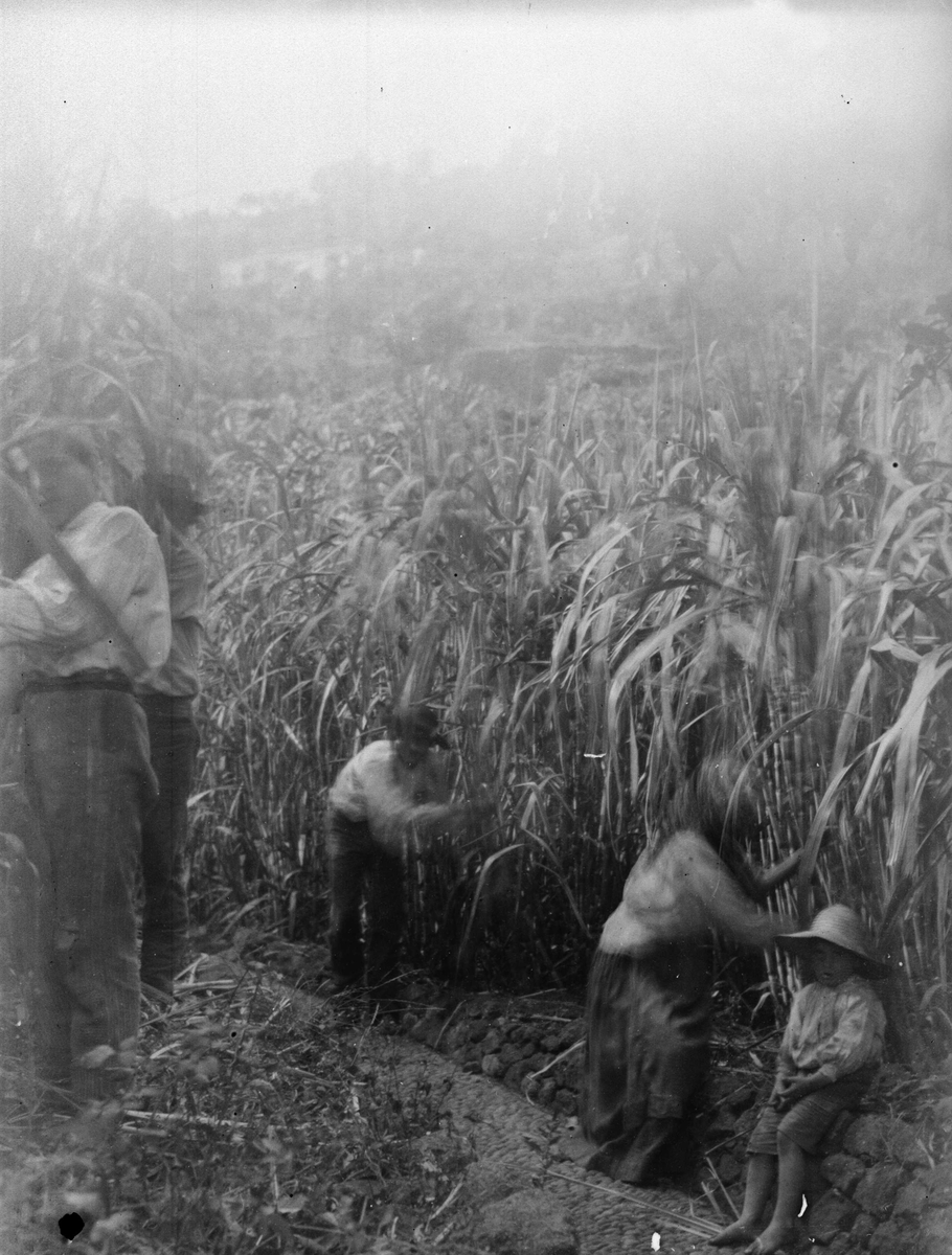 Juliane Fredrikke Langberg, Fra Madeira (ant.), gruppe som arbeider i mais(?)åker. Gutt med hatt sitter t.h. Tildels uskarpt. Serie ant. fra reise tilbake dit fotografen var med sin mor (1862-63) og hvor moren døde 1863. Fra malerinne Juliane Fredrikke Langbergs (1856-1930) samling tatt 1885-1910 med motivkrets slekt og venne…
