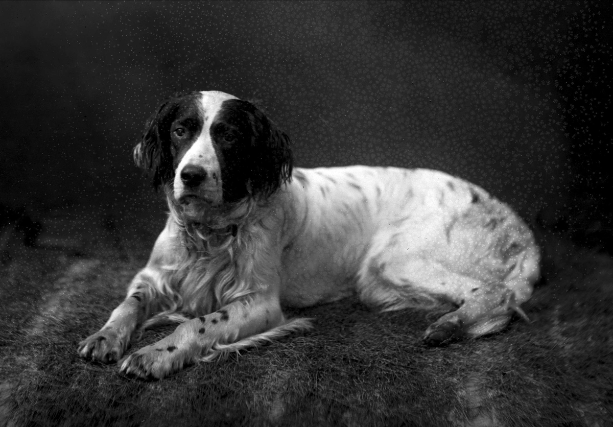 Gustav Borgen, Portrett, hund.