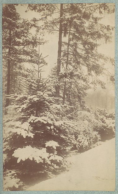 Unknown, [Pines in Snow]