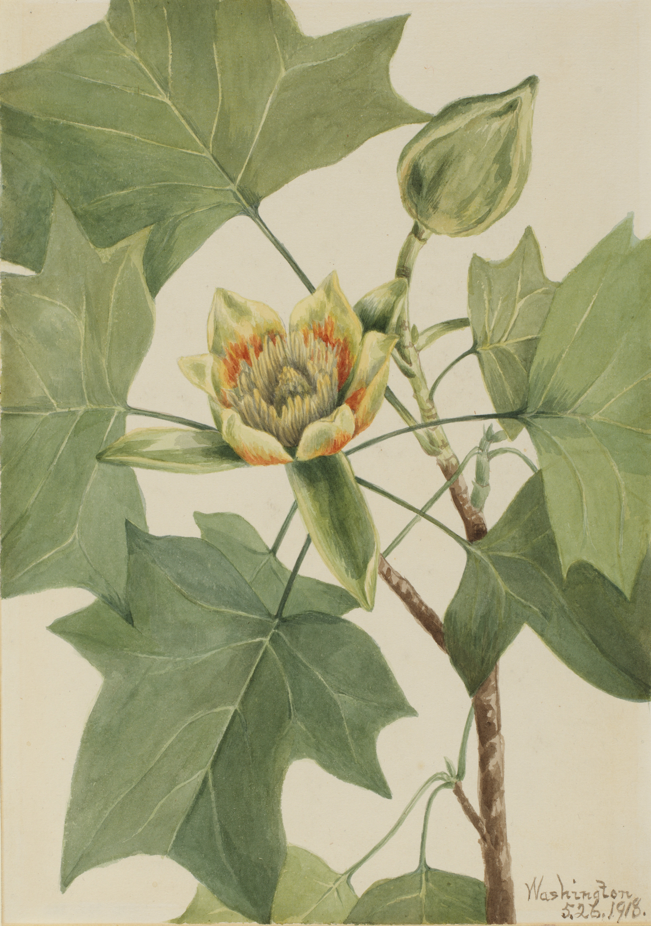 Mary Vaux Walcott, Tuliptree (Liriodendron tulipifera)