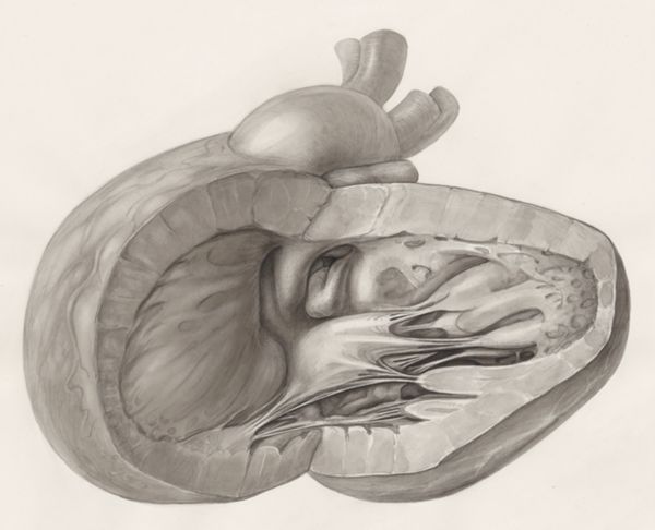 H.G Wetselaar, Heart