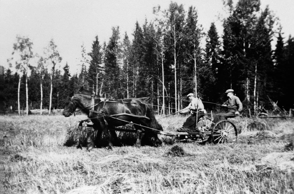 Anno Domkirkeodden, Skuronn på Hoelstad, Nes, Hedmark. Slåmaskin med håndavlegger trukket av to hester. Johan Boye, J.P. Boye.