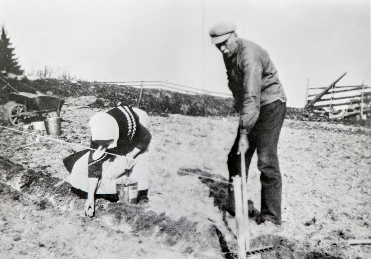 Anno Domkirkeodden, POTETSETTING, OLAVA HAGEN, MARTIN HAGEN ARBEIDER, SOLHAUG, VALLSET