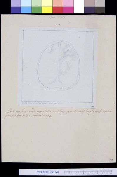 M Houtman, Skull, interior view