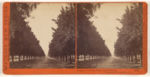 Carleton Watkins, Avenue of Orange Trees, Sunny Slope. San Gabriel, Los Angeles Co., Cal.
