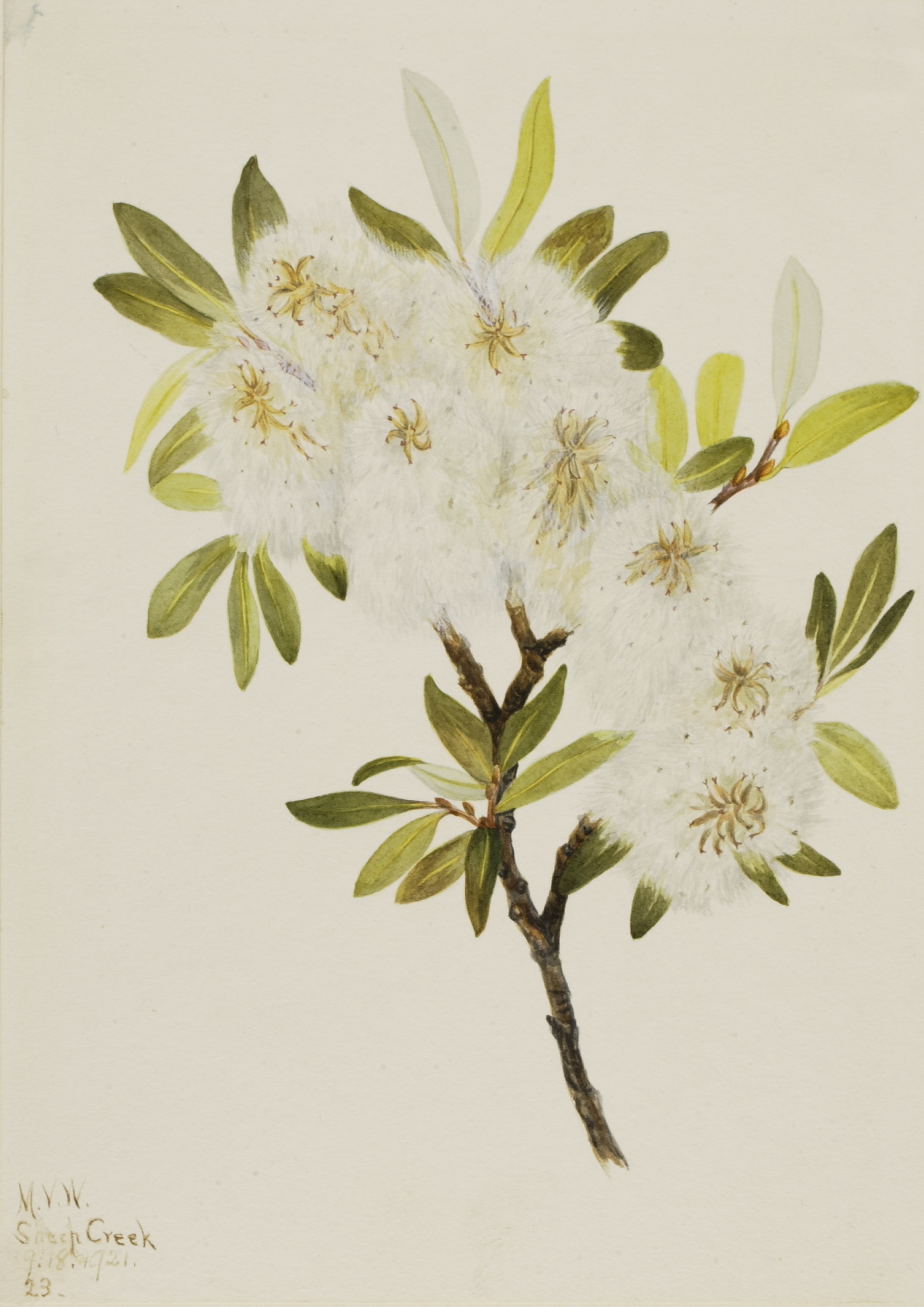 Mary Vaux Walcott, Drummond Willow (Salix drummondiana)