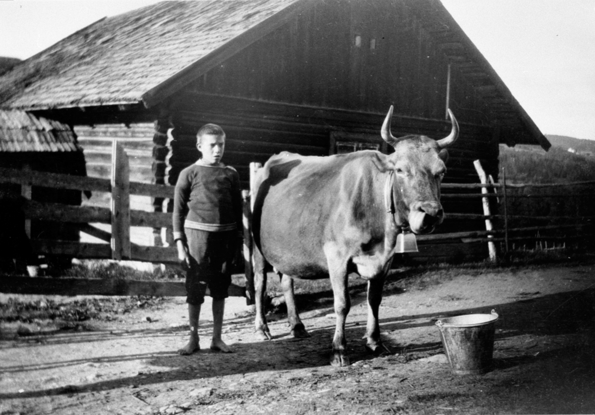 Anno Domkirkeodden, Olaf Evensen med kua "Rødgås" foran Prøysenstua, Rudshøgda.