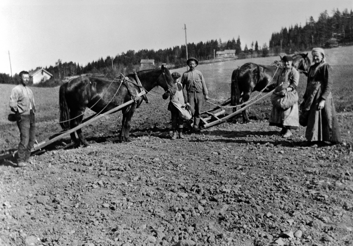 Anno Domkirkeodden, Potetsetting på Nedre Maurud, Helgøya. Hest med ard. Fra venstre er Leonard Maurud f.1885, ukjent gutt, Alf Pedersen Mo (1877-1962), Mina Haugom f.1870, Mina Eriksen. Bærer settepoteter i forkle.