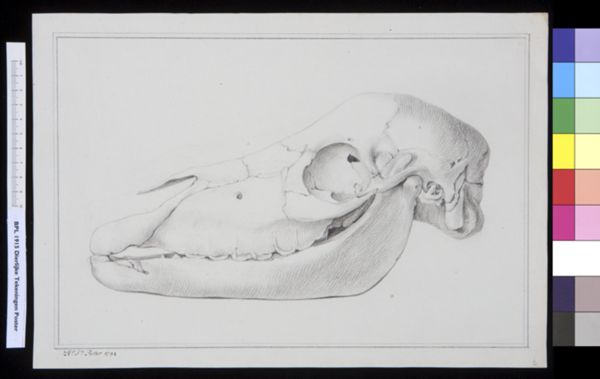 Poster, H.J, (active, Animals: unidentified animal, skull