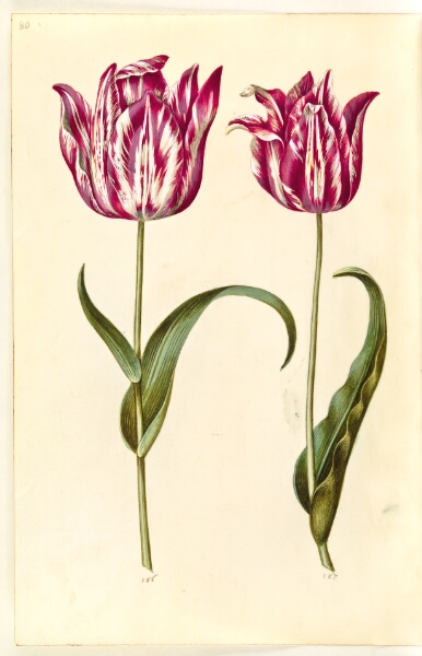 Hans Simon Holtzbecker, Tulipa gesneriana (have-tulipan)