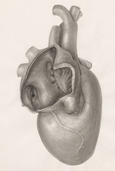 H.G Wetselaar, Heart