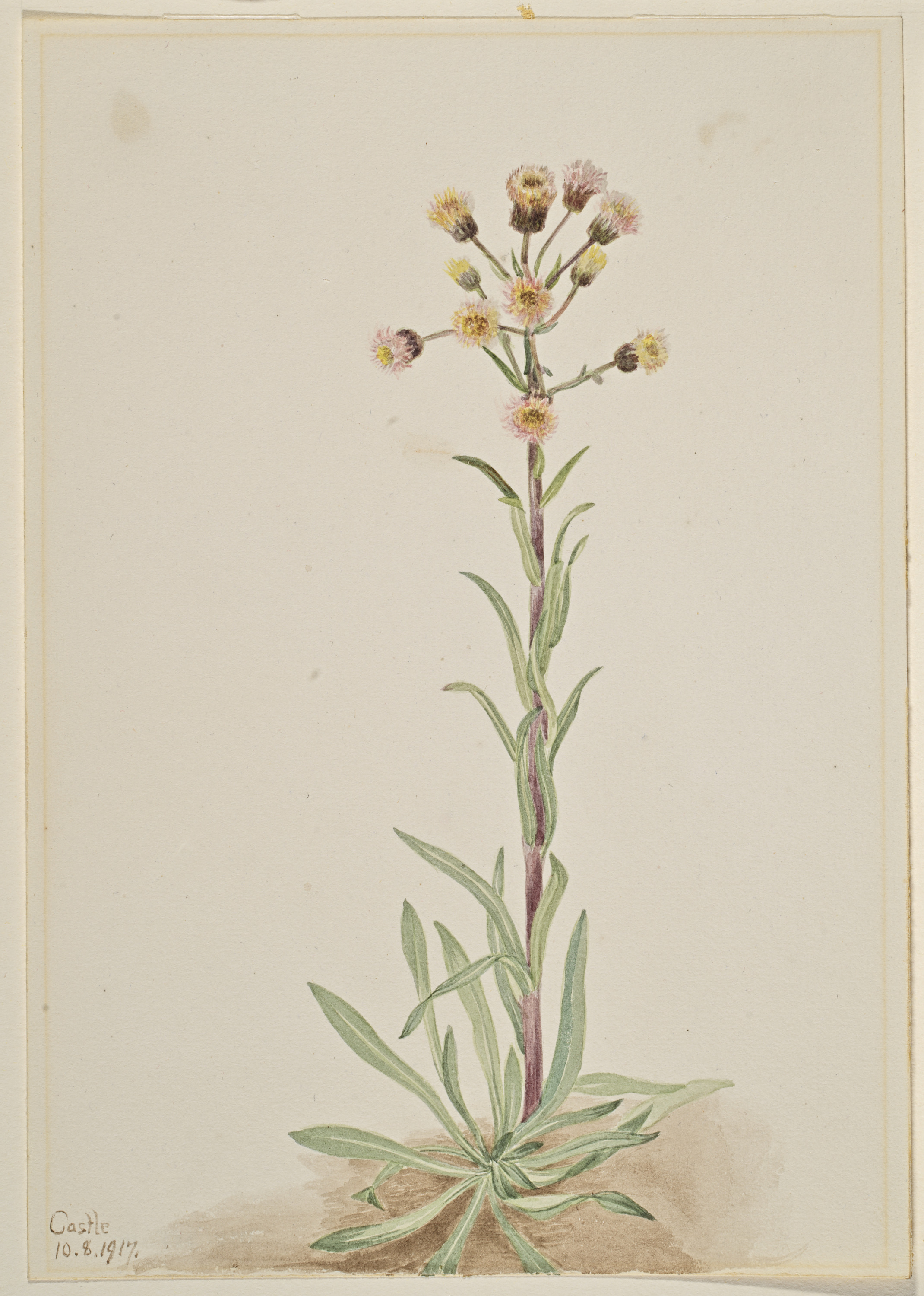 Mary Vaux Walcott, Tall Fleabane (Erigeron acris)