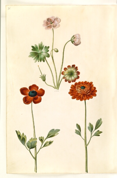 Hans Simon Holtzbecker, Geranium sanguineum striatum (stribet storkenæb); Ranunculus asiaticus (have-ranunkel)