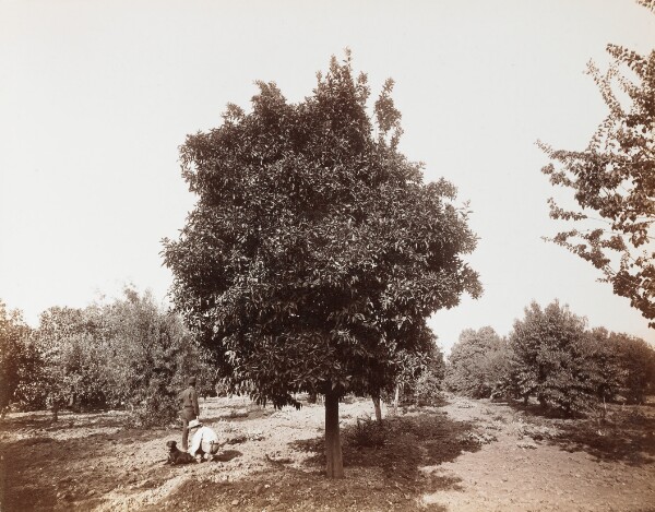 Carleton Watkins, Untitled [figures with dog]