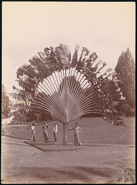 Unknown, Fan Palm, Singapore