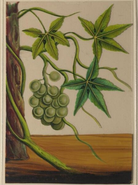 Unknown, One of twelve drawings of fruits and vegetables.
