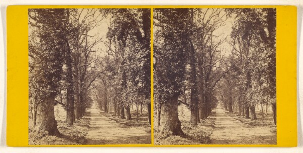 Unknown, Bramshill Park, Hants. - Seat of Sir William H. Cope, Bart. Avenue of Elms leading up to the West front.