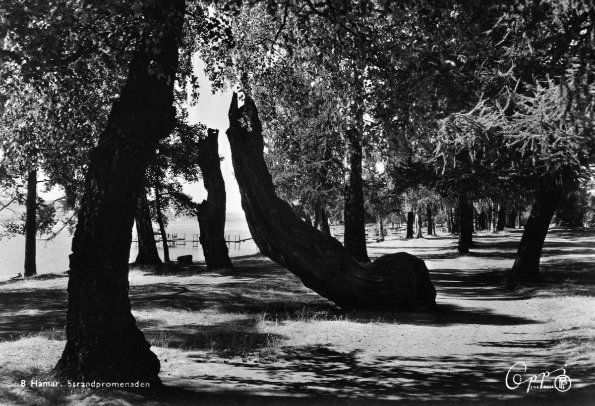Anno Domkirkeodden, VEGETASJON LANGS STRANDPROMENADEN, RIDEHUSSTRANDA, MUNKEN