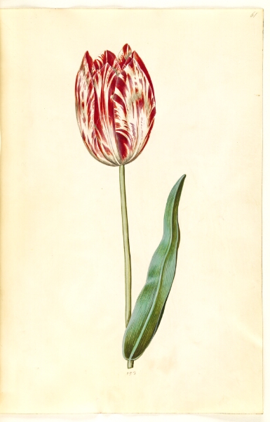 Hans Simon Holtzbecker, Tulipa gesneriana (have-tulipan)