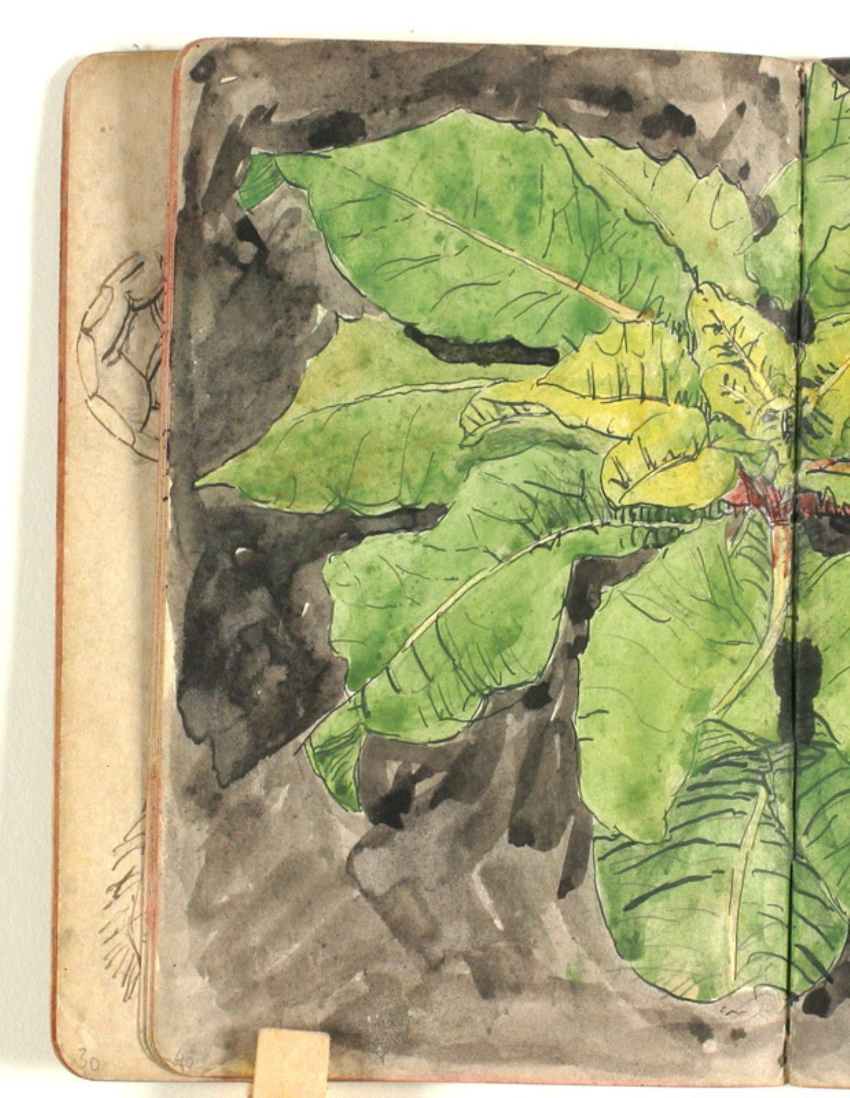 Niels Larsen Stevns, Plantestudie
