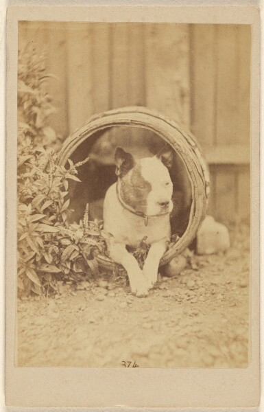 Unknown, [Boston bulldog inside an open barrel]