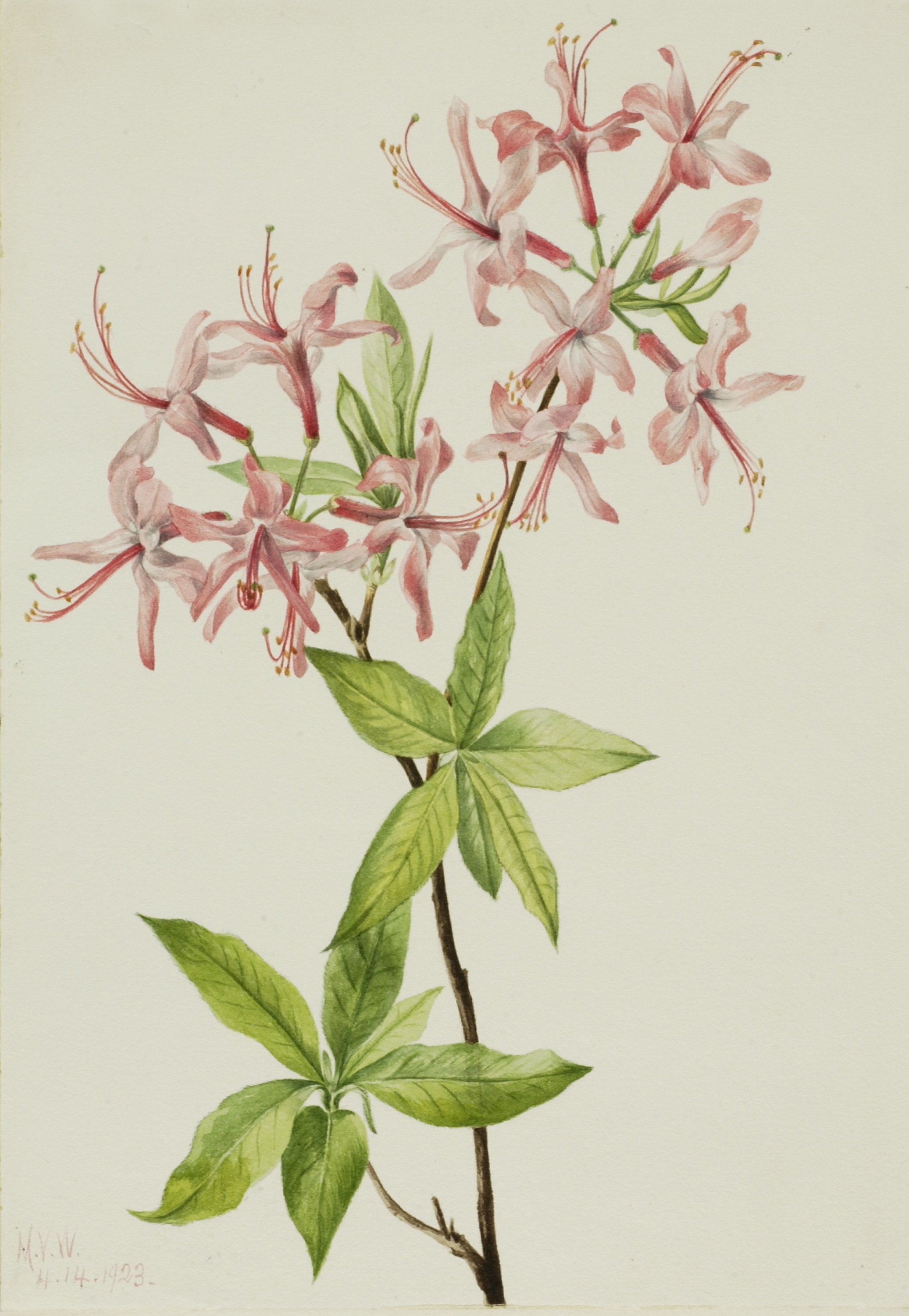 Mary Vaux Walcott, Downy Pinxter Bloom (Azalea rosea)