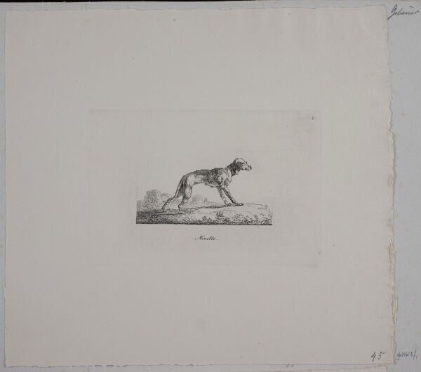 Christian David Gebauer, Minette