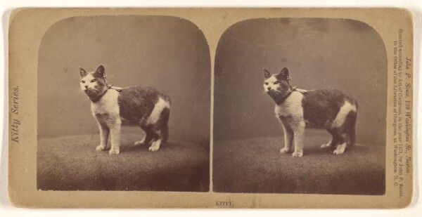 John P. Soule, Kitty.