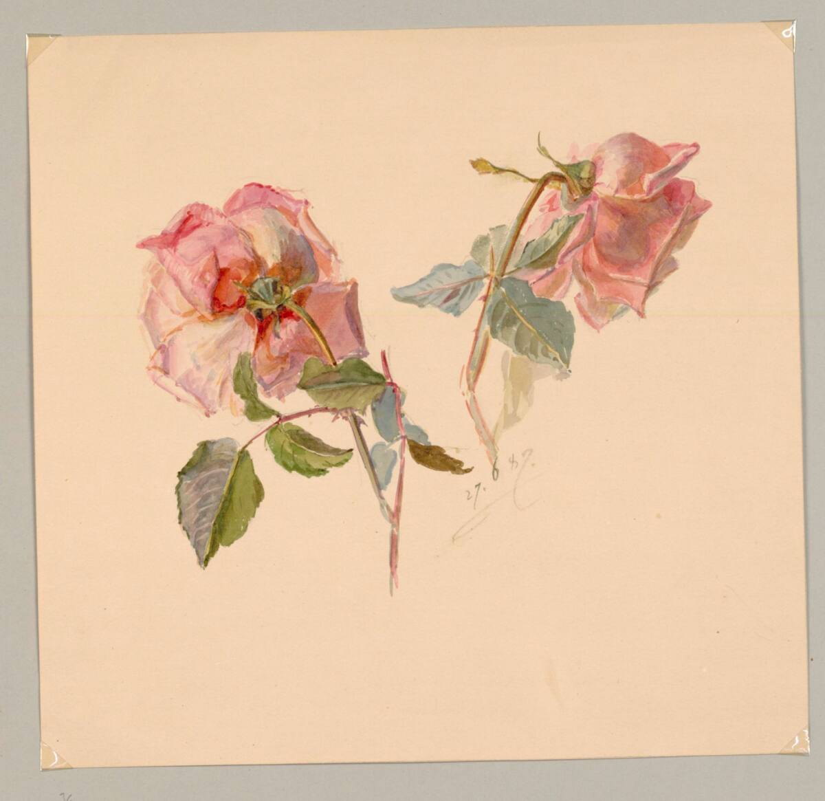 MarieLippert-Hoerner, Zwei lachse Rosen
