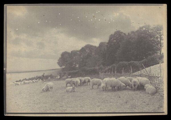 Gale, Lt. Col. Joseph, Sheep in Fenced-in Field
