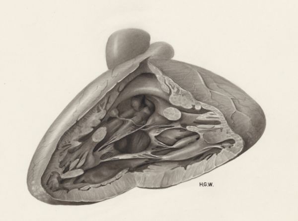 H.G Wetselaar, Heart and adjacent organs