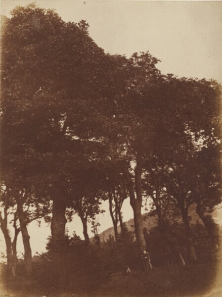 Hill & Adamson, [Field at Bonaly]