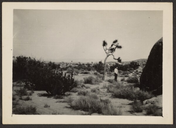 Louis Fleckenstein, [Man Standing Next to Joshua Tree]