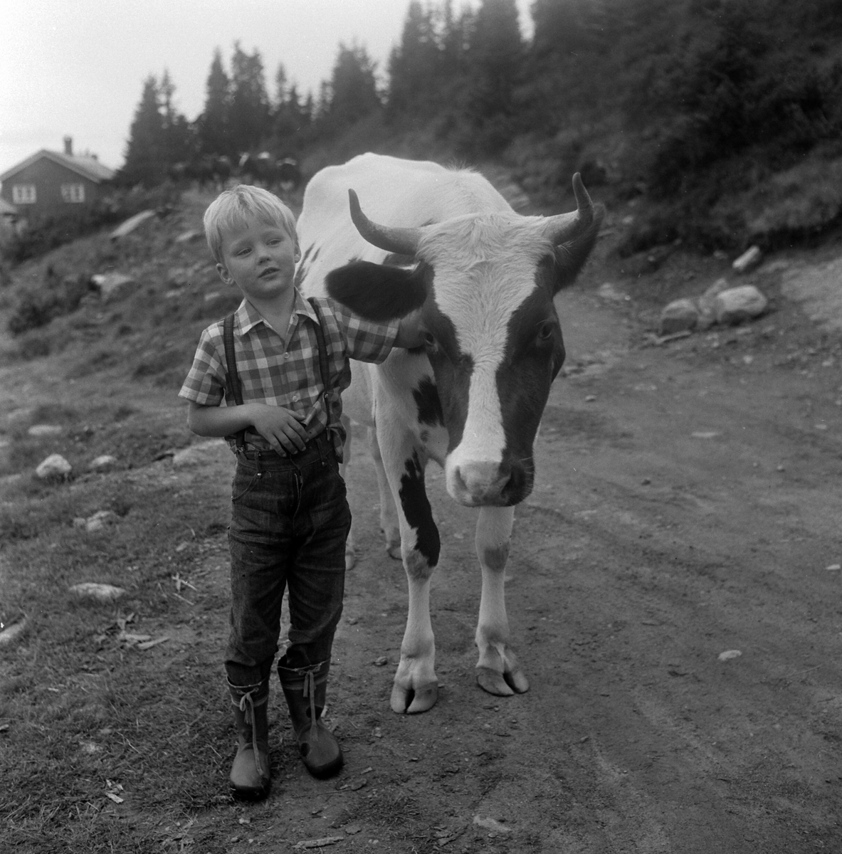 Adolf Skjegstad, ASK-03931