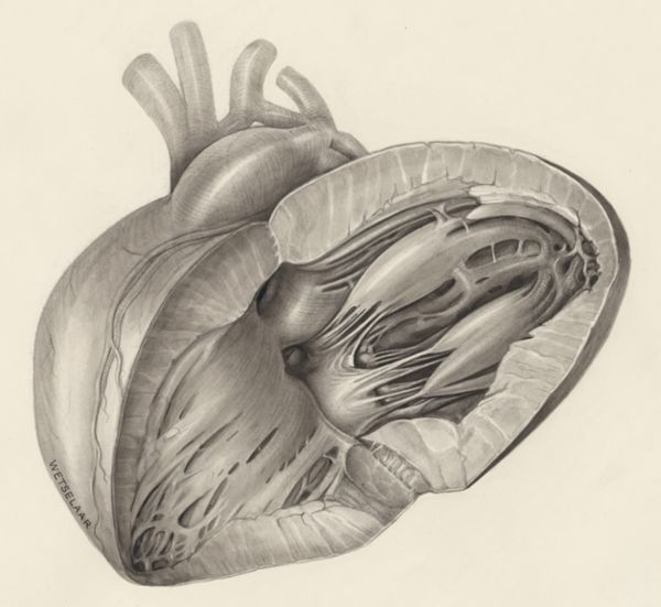 H.G Wetselaar, Heart