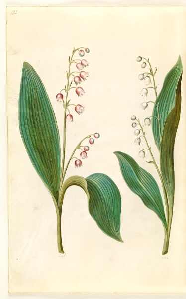 Hans Simon Holtzbecker, Convallaria majalis rosea (rød liljekonval); Convallaria majalis (liljekonval)