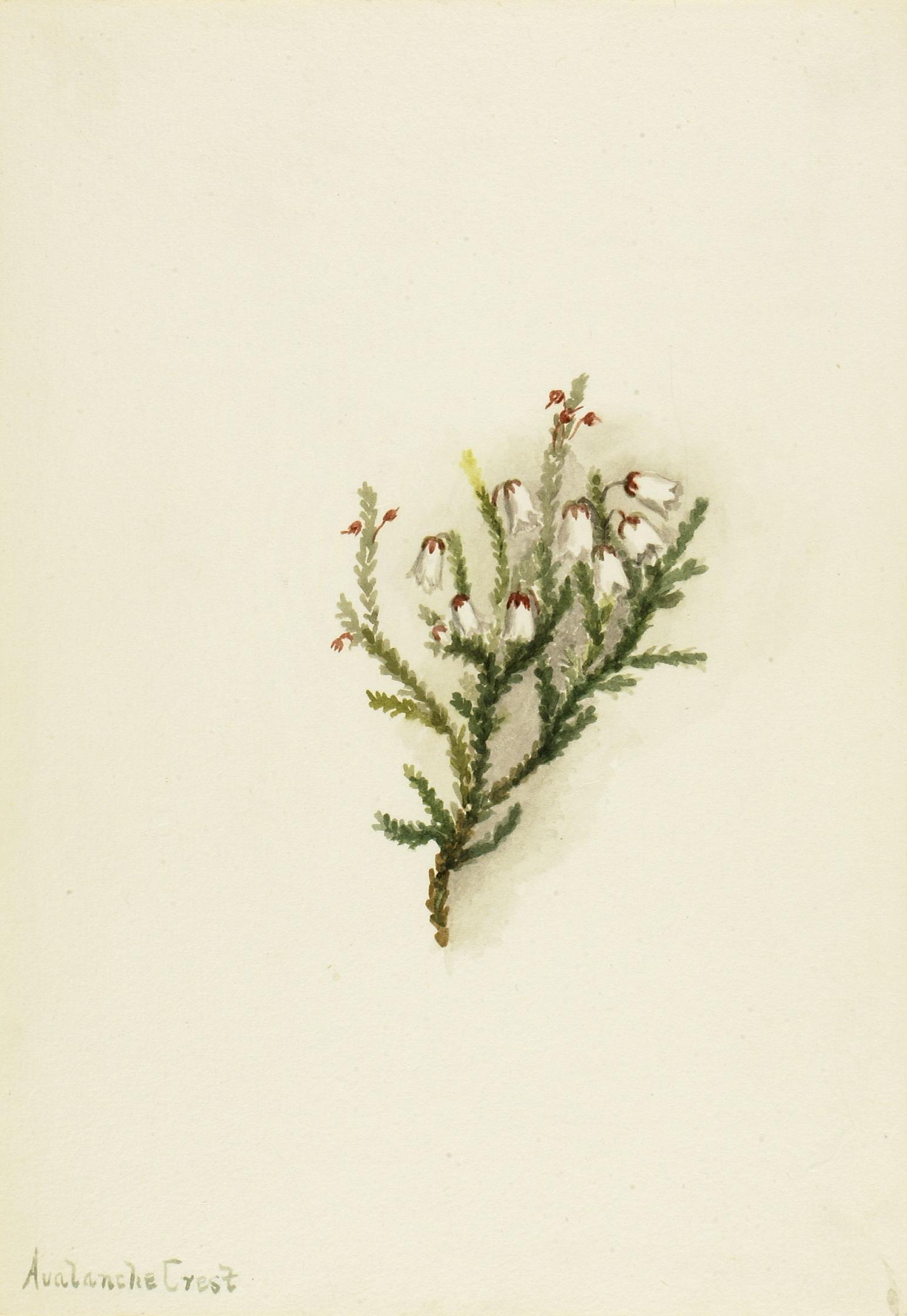 Mary Vaux Walcott, Cassiope (Cassiope mertensiana)